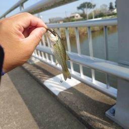 ラージマウスバス