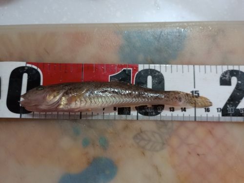 ハゼの釣果