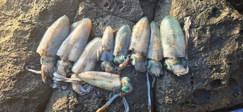 アオリイカの釣果