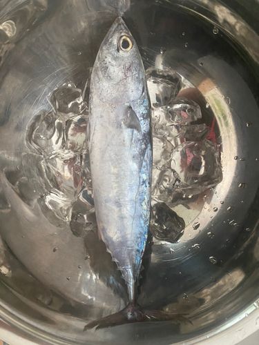 ソウダガツオの釣果