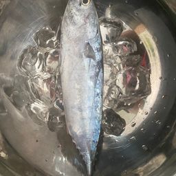 ソウダガツオ