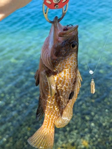アコウの釣果