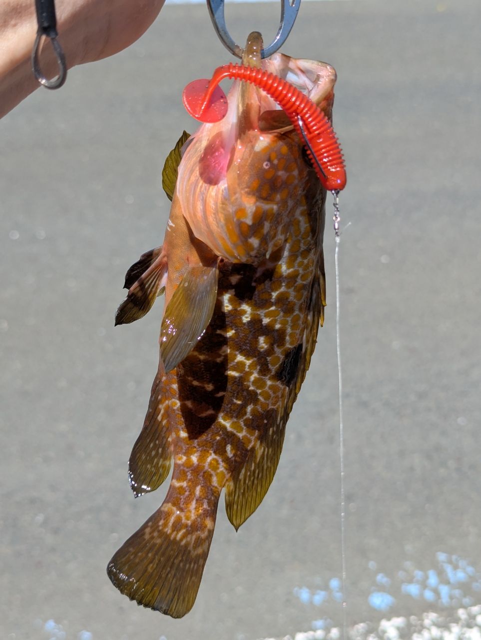 アコウ