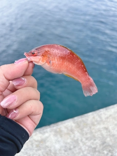 ベラの釣果