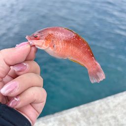 ベラ