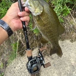 スモールマウスバス