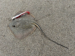 エイの釣果