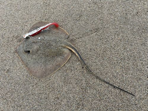 エイの釣果