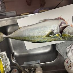 ワラサ