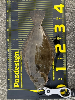 ヒラメの釣果