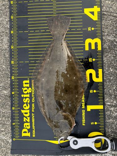 ヒラメの釣果
