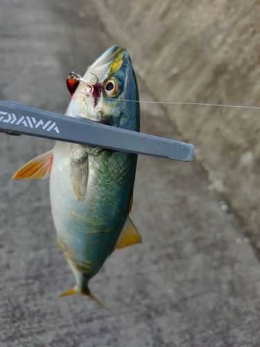 ワカシの釣果
