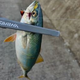 ワカシ
