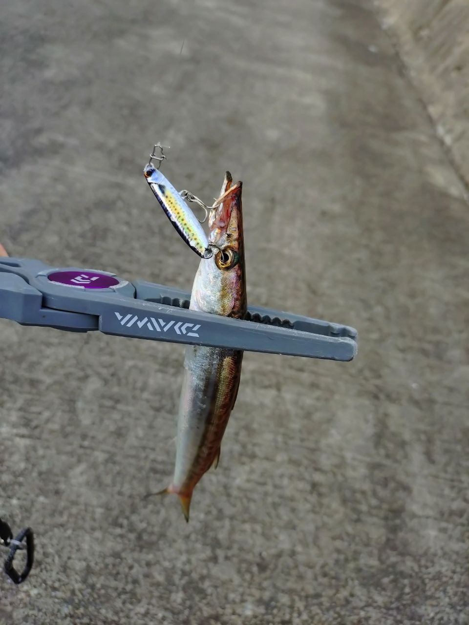 ワカシ