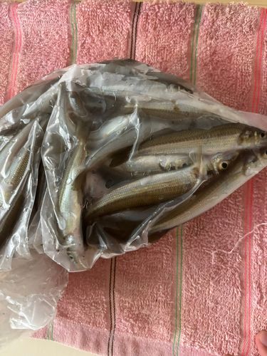 キスの釣果