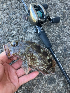 ガシラの釣果