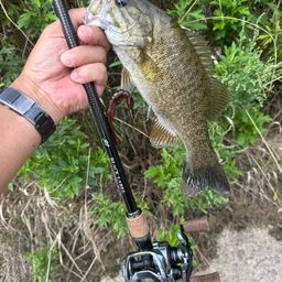 スモールマウスバス