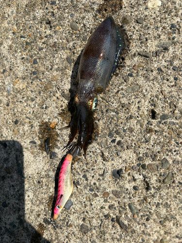 アオリイカの釣果
