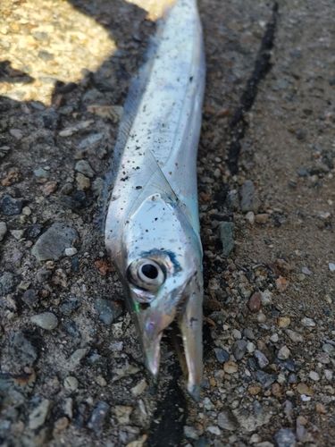 タチウオの釣果
