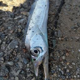 タチウオ