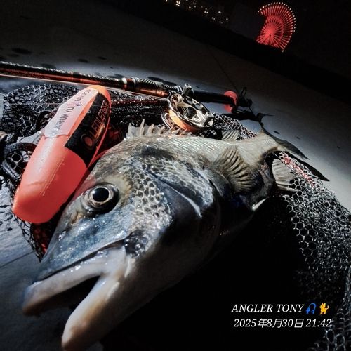 チヌの釣果