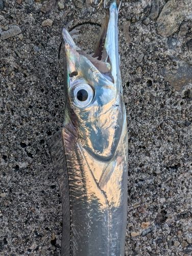 タチウオの釣果