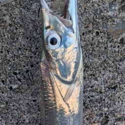 タチウオ
