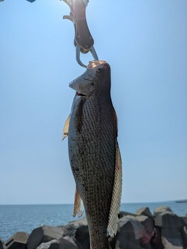 イシモチの釣果