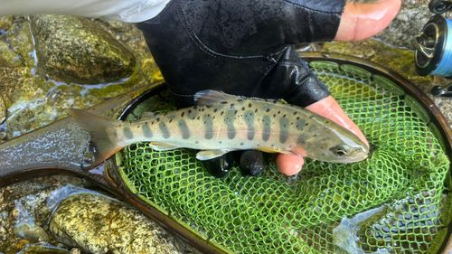 ヤマメの釣果