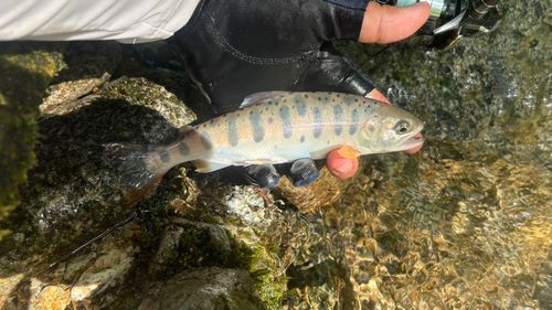 ヤマメの釣果