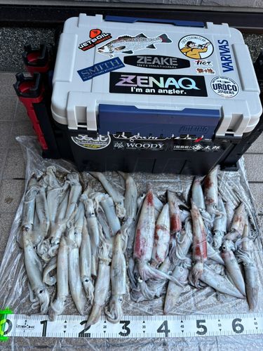ケンサキイカの釣果