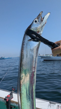 タチウオの釣果
