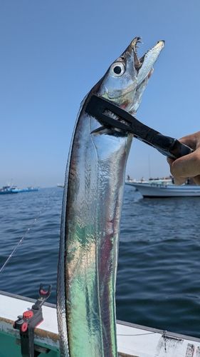 タチウオの釣果