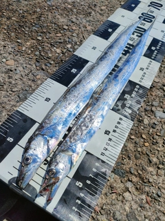タチウオの釣果