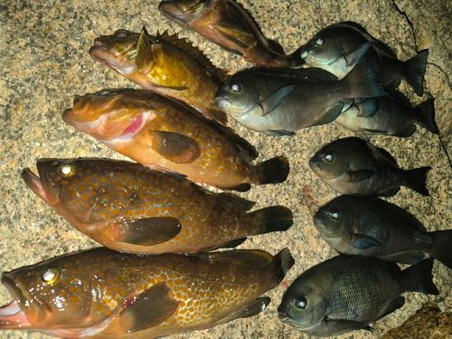 アコウの釣果