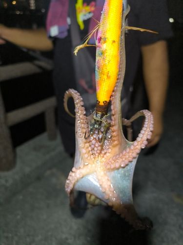 タコの釣果