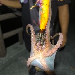 タコ