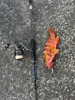 アカハタの釣果