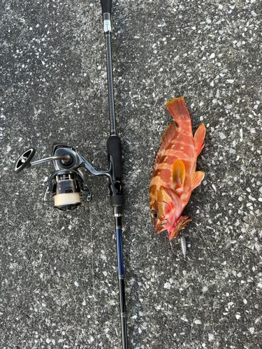 アカハタの釣果