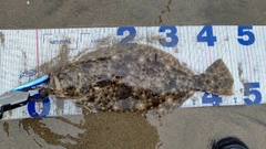 ヒラメの釣果