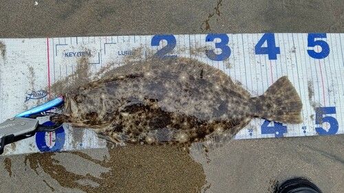 ヒラメの釣果