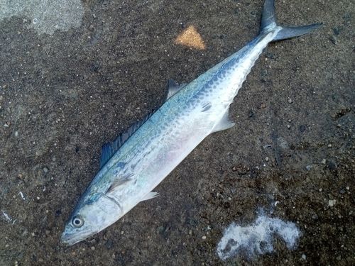 サゴシの釣果