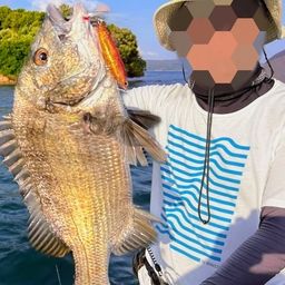 クロダイ
