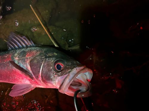 スズキの釣果