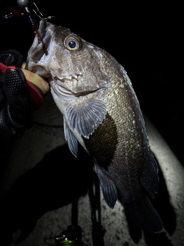 マゾイの釣果