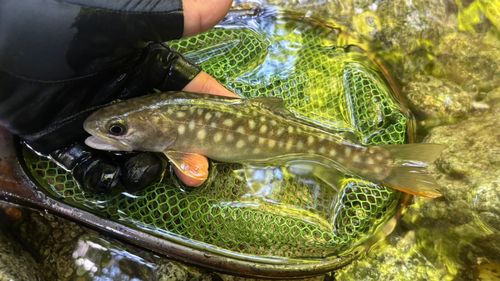 イワナの釣果