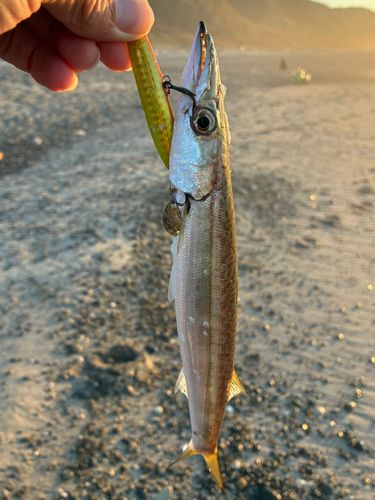 カマスの釣果