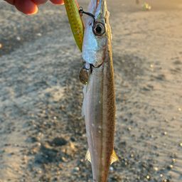 カマス