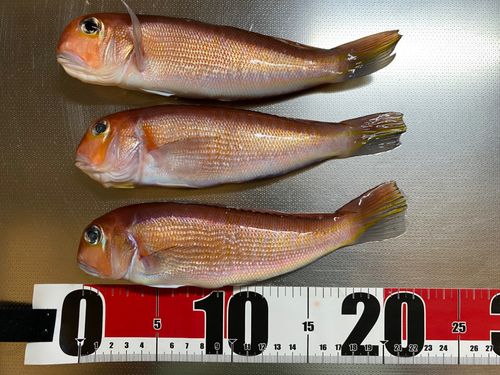アカアマダイの釣果