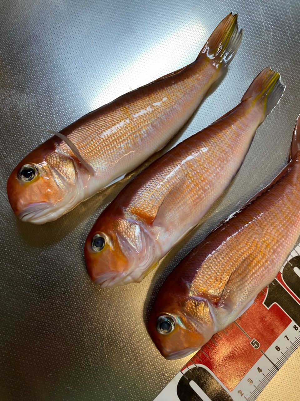 iwachildrenさんの釣果 2枚目の画像